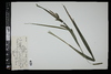 Carex scabrata image