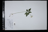 Cardamine incisa image