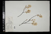 Amelanchier arborea image