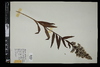 Solidago sempervirens image