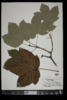 Acer pseudoplatanus image