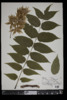 Ailanthus altissima image