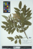 Rhus copallinum image