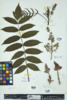 Rhus glabra image