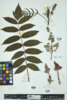 Rhus glabra image