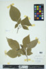 Toxicodendron radicans image