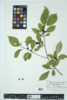 Ilex verticillata image