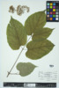 Aralia racemosa image