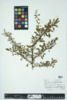 Berberis thunbergii image