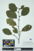 Alnus incana image