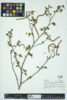 Betula populifolia image