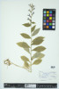 Lobelia siphilitica image