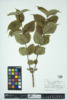 Diervilla lonicera image