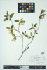 Lonicera canadensis image