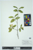 Lonicera canadensis image