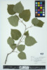 Viburnum dentatum image