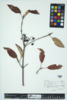 Viburnum lentago image