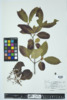 Viburnum nudum image