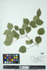 Viburnum rafinesquianum image