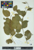 Celastrus scandens image