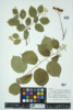 Celastrus scandens image