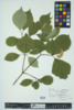 Cornus rugosa image