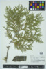 Thuja occidentalis image