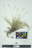 Carex communis image