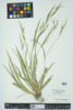 Carex laxiflora image