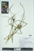 Carex lupuliformis image