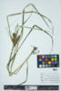 Carex lupuliformis image