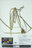 Carex lupulina image