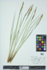 Carex stricta image