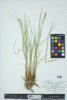 Carex stricta image