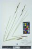 Carex stricta image