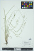 Carex swanii image