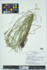 Carex vulpinoidea image