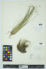 Eleocharis acicularis image