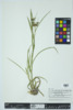 Scirpus cyperinus image