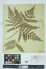 Pteridium aquilinum image