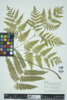 Pteridium aquilinum image