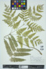 Pteridium aquilinum image