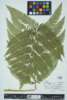 Dryopteris goldiana image