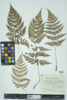 Dryopteris intermedia image