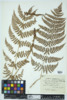 Dryopteris intermedia image