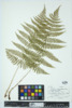 Dryopteris intermedia image