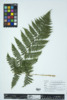 Dryopteris intermedia image