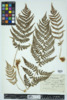 Dryopteris marginalis image