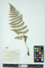 Dryopteris marginalis image