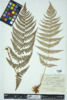 Dryopteris marginalis image